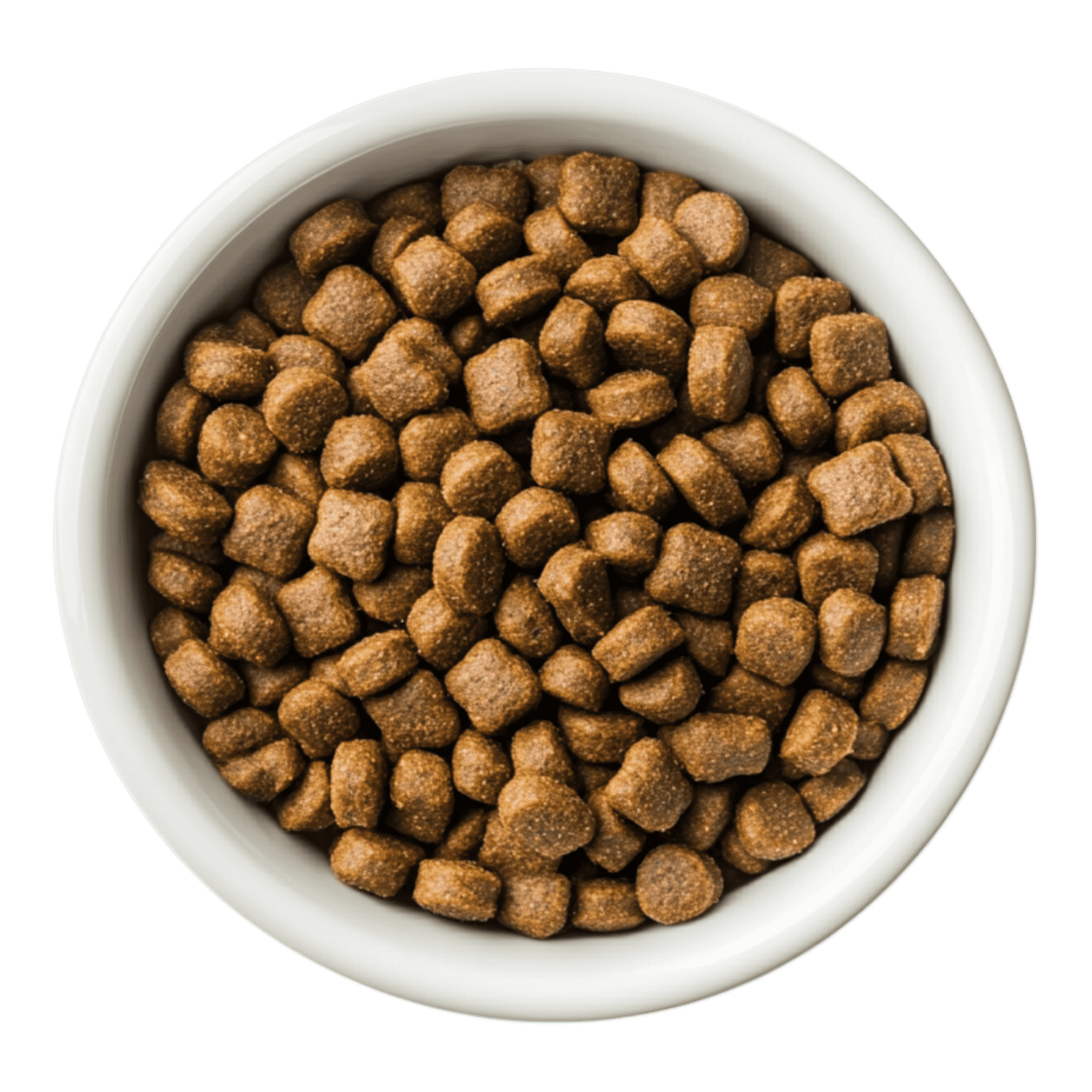 Bowl of dry kibble dog food
